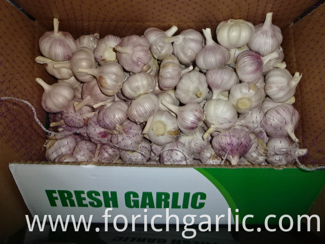 Normal White Garlic Fresh 2019